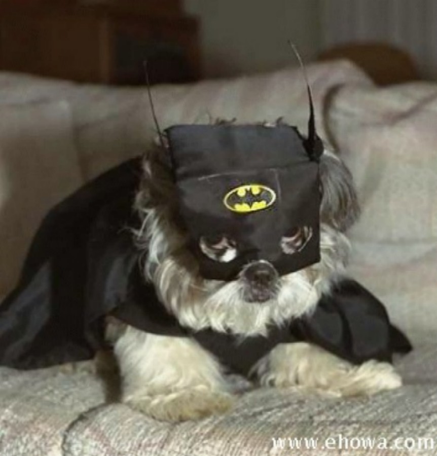batdog.jpg